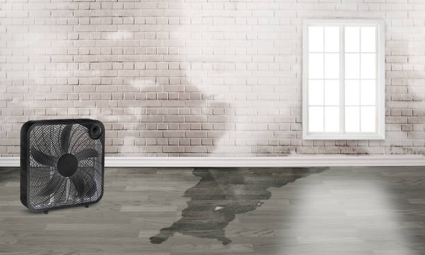 Best Water damage restoration near me  in Muttontown, NY